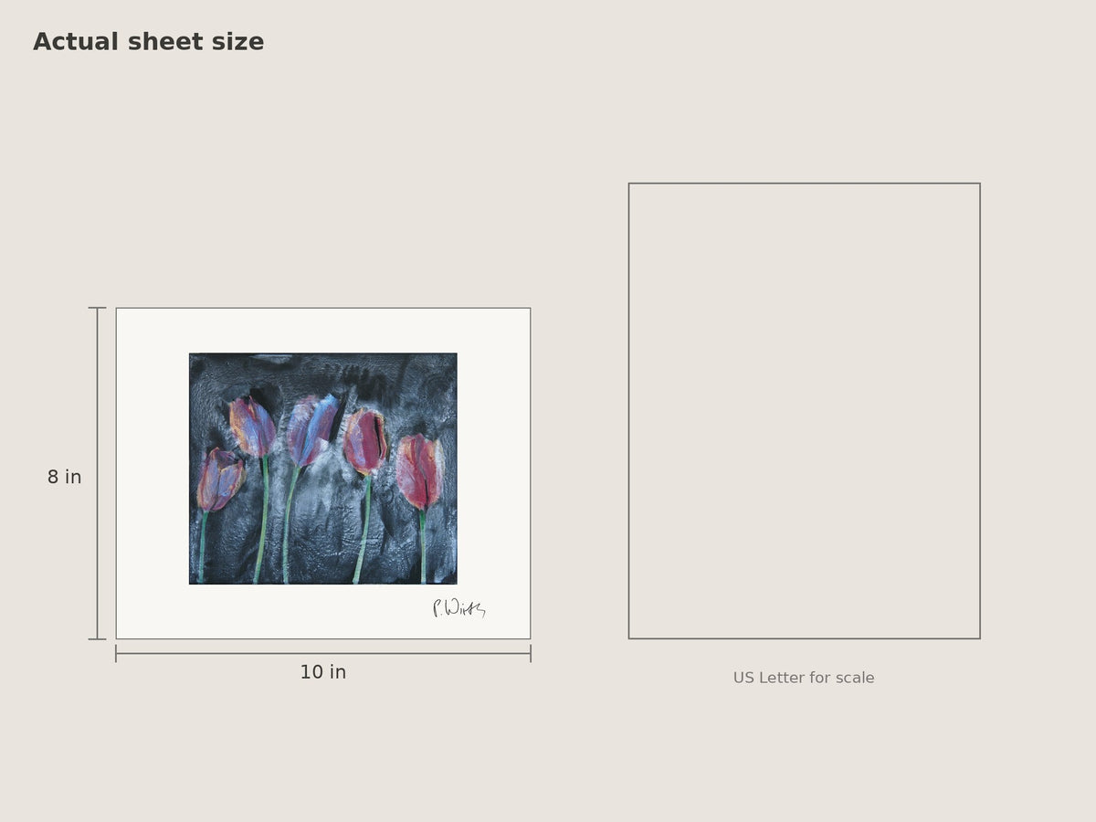Five Tulips by Peter Wirth, sheet size 8 × 10 in beside a US Letter sheet