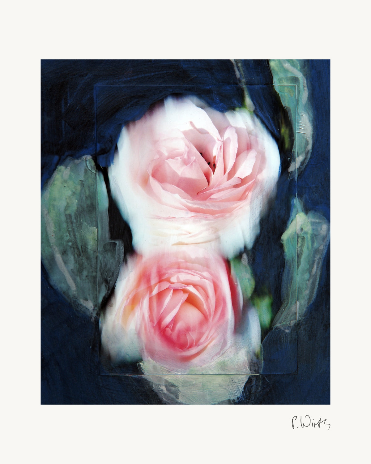 Zwei rosa Rosenblüten von Peter Wirth, das ganze Blatt mit weißem Rand und gedruckter Signatur