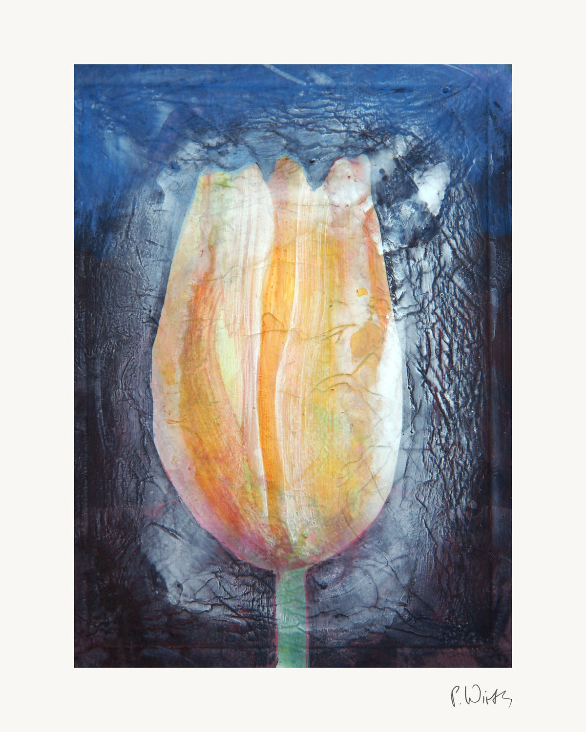 Tulpenblüte I von Peter Wirth, das ganze Blatt mit weißem Rand und gedruckter Signatur