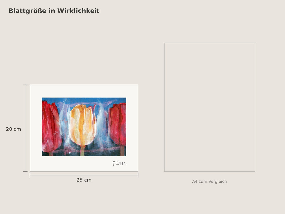 Tulpen II von Peter Wirth, Blattgröße 20 × 25 cm neben einem A4-Blatt
