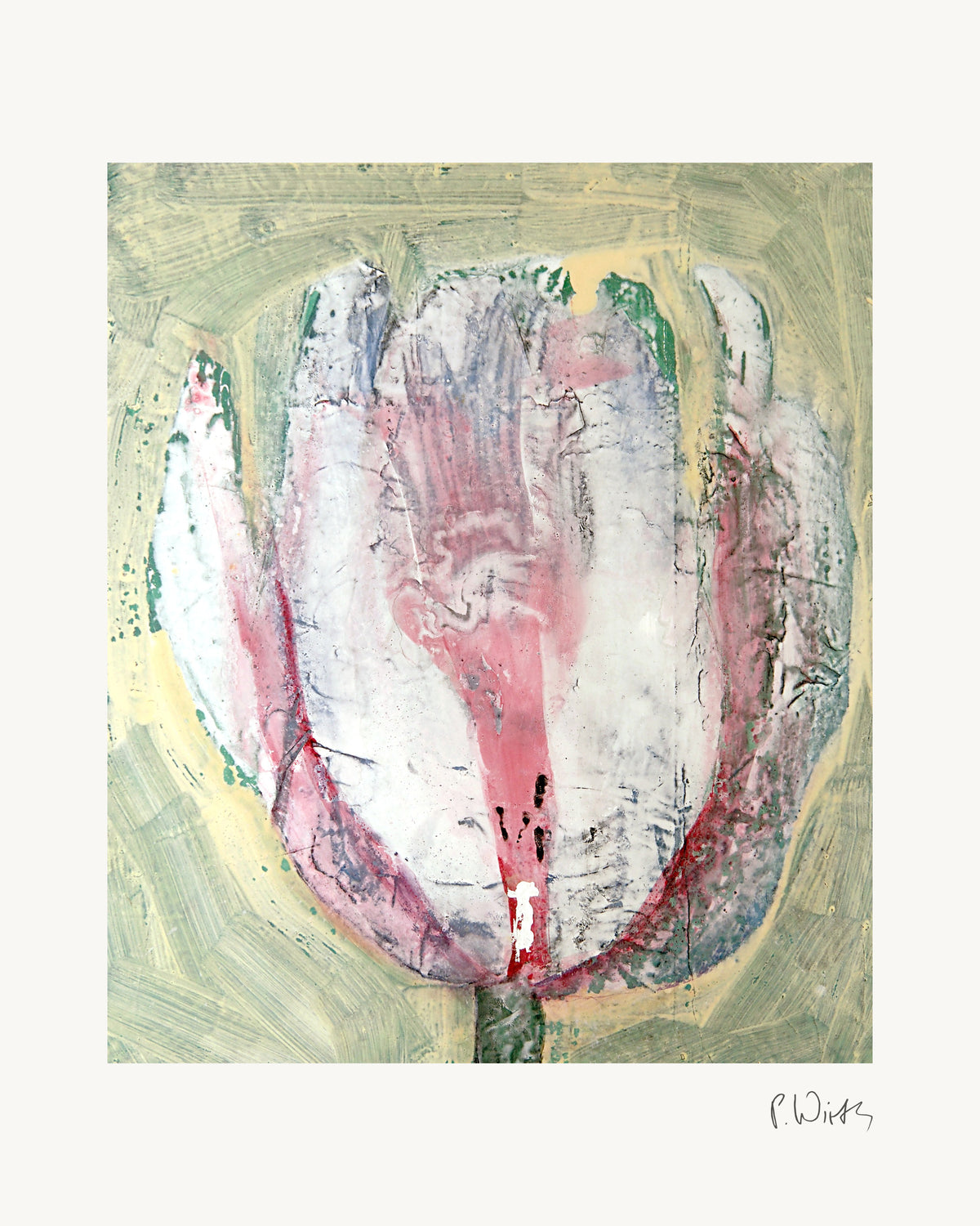 Tulip in White and Pink by Peter Wirth, the full sheet with its white margin and printed signature