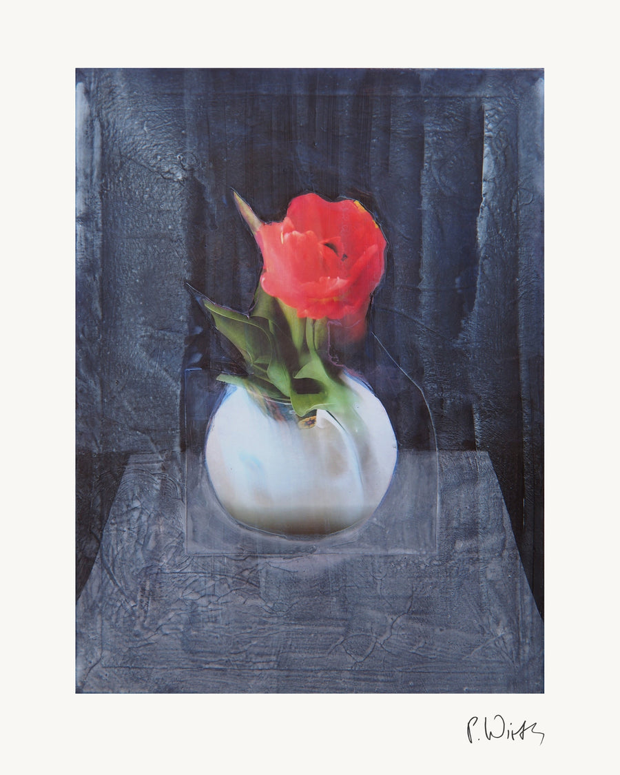 Rote Tulpe