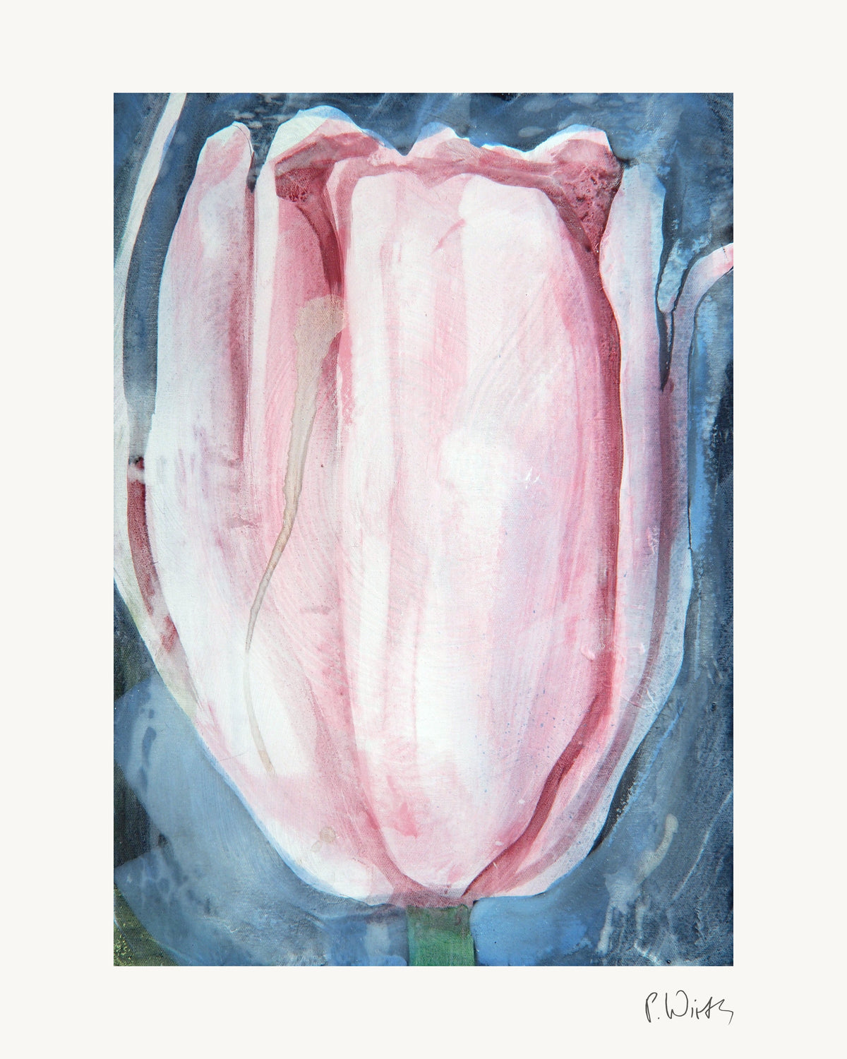 Tulpe I von Peter Wirth, das ganze Blatt mit weißem Rand und gedruckter Signatur
