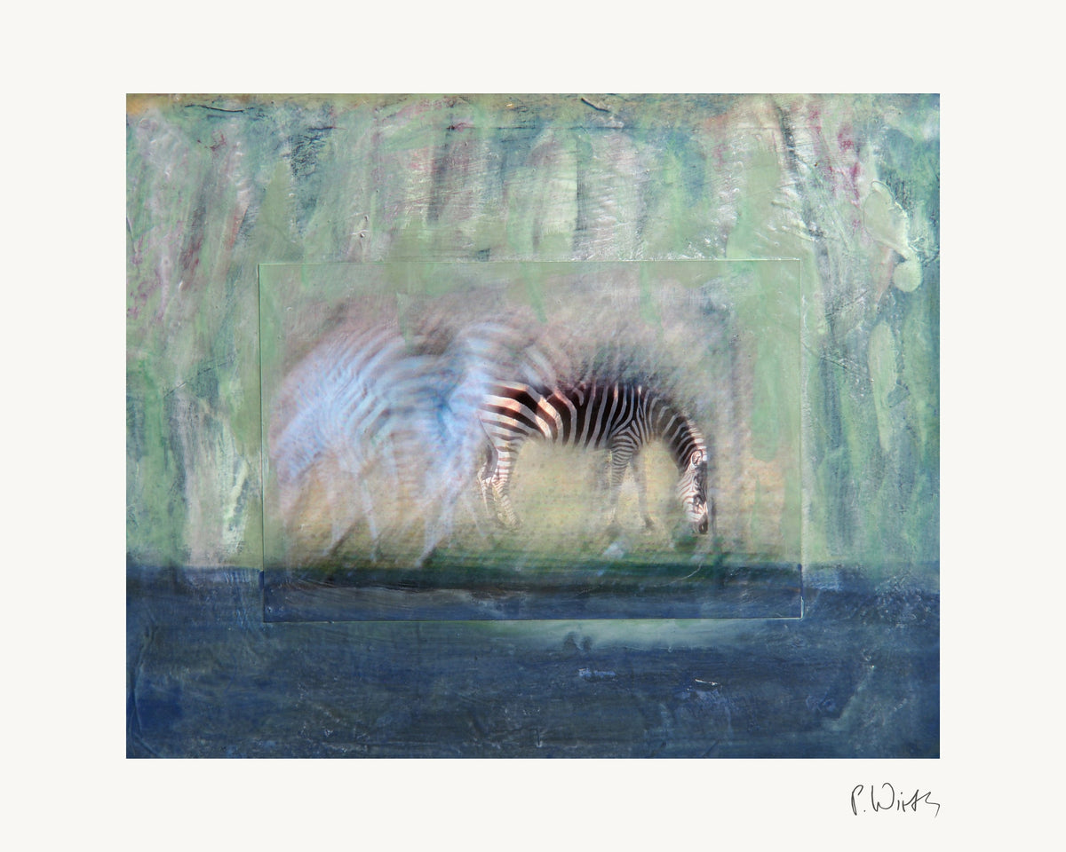 Zebra von Peter Wirth, das ganze Blatt mit weißem Rand und gedruckter Signatur