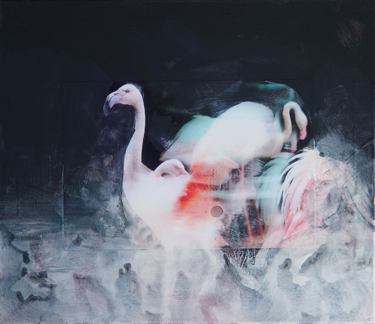 Three flamingos, white and rose, emerging from an almost black ground — Peter Wirth