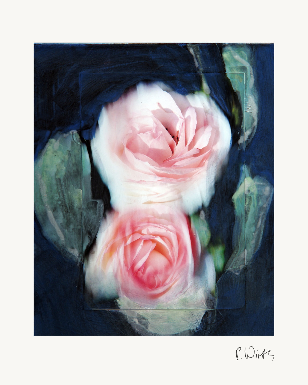 Zwei rosa Rosenblüten von Peter Wirth, das ganze Blatt mit weißem Rand und gedruckter Signatur