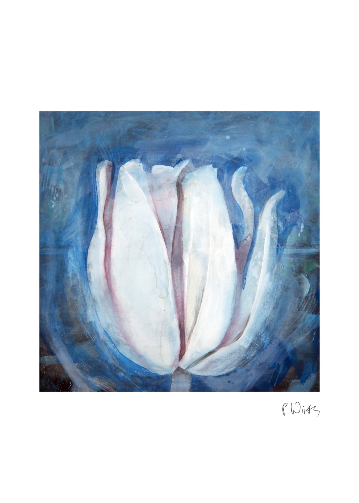 White Tulip on Blue — fine art print after Peter Wirth, sheet with white border and signature